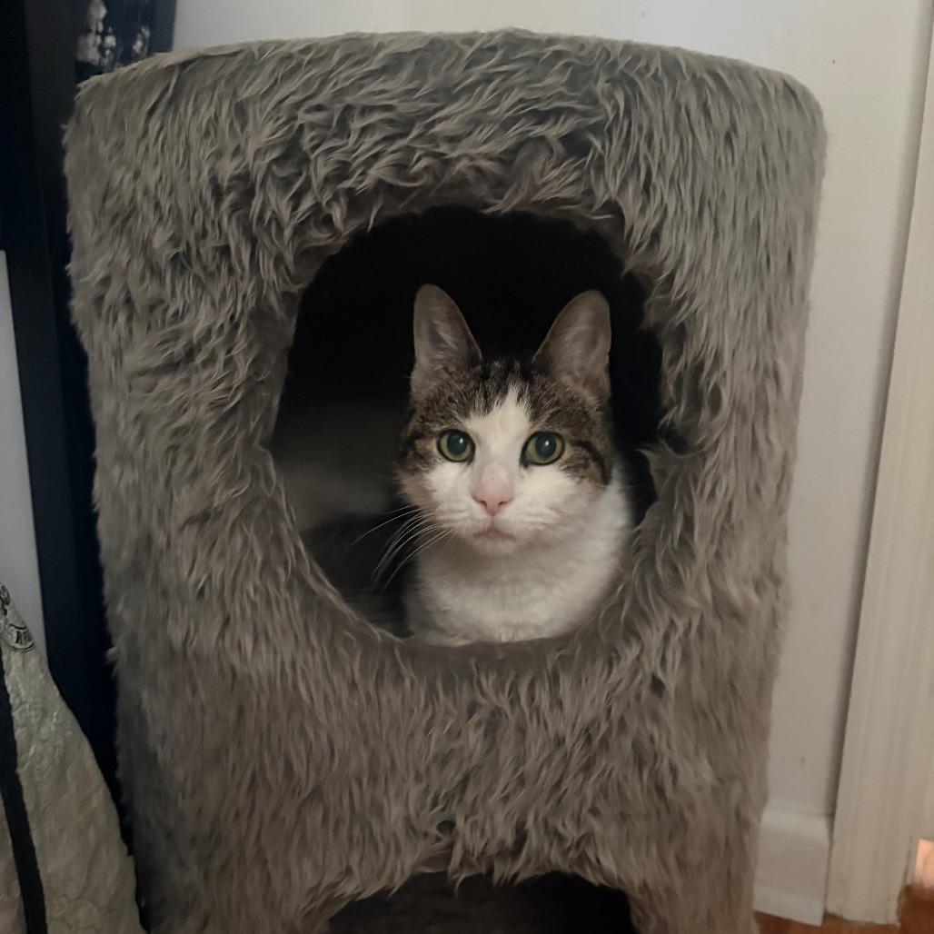 Enlarge Sephora- $0 Adoption Fee!, a Adoptable Domestic Short Hair in Staten Island, NY image 5/6