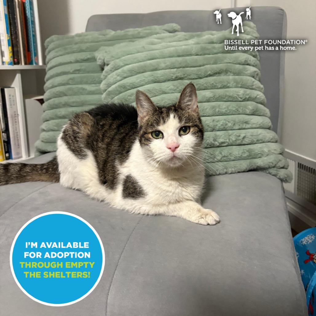 Enlarge Sephora- $0 Adoption Fee!, a Adoptable Domestic Short Hair in Staten Island, NY image 6/6
