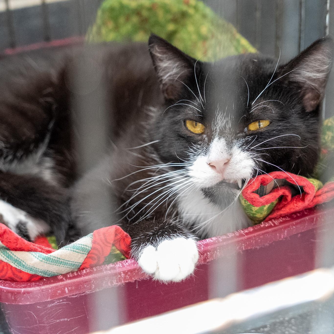 Swiss , ADOPTABLE, Young Male Domestic Short Hair.