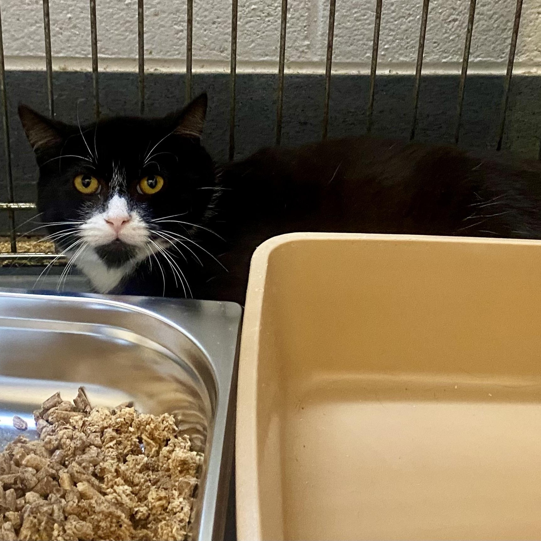 Swiss , a ADOPTABLE Domestic Short Hair in King George, VA image 2/2