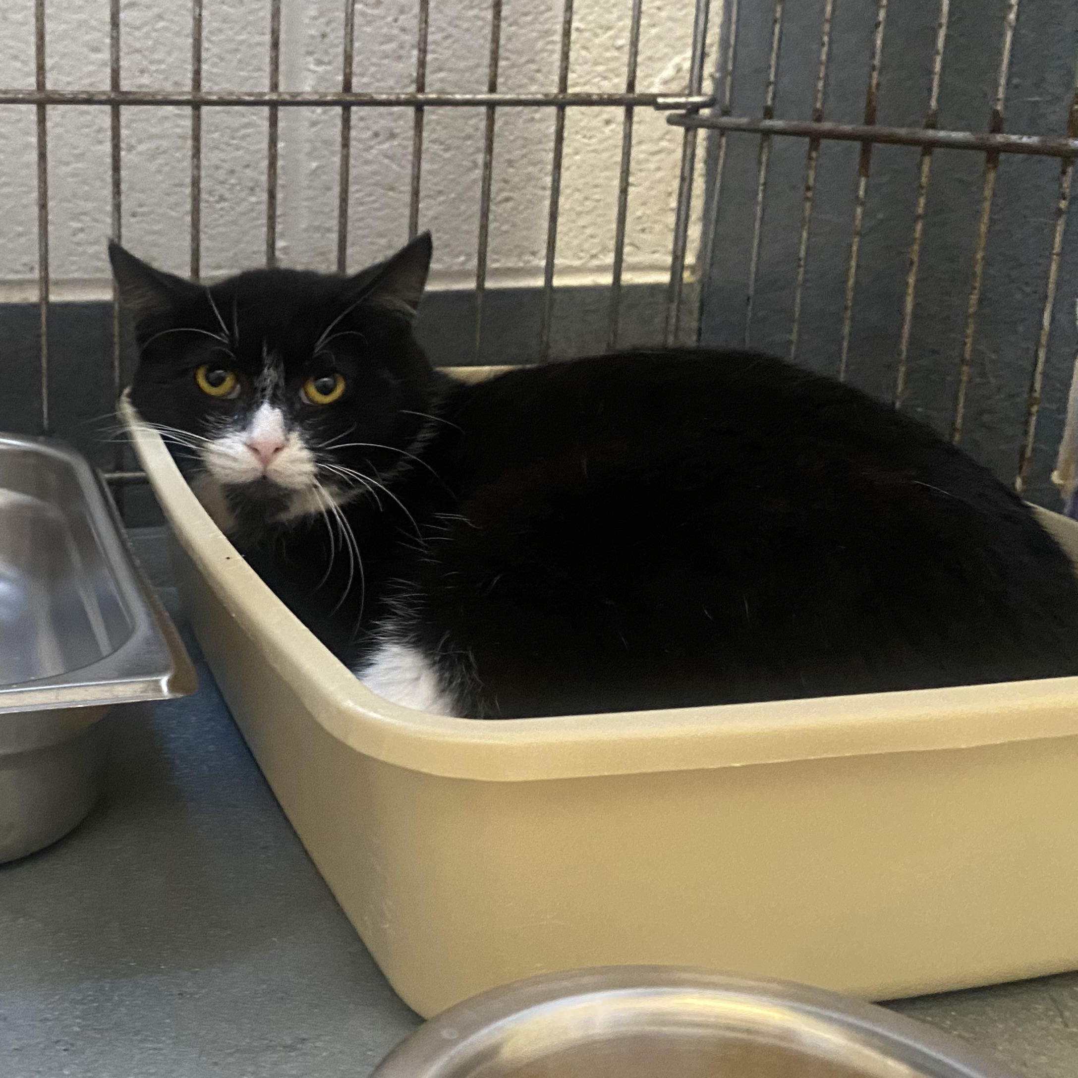 Swiss , ADOPTABLE, Young Male Domestic Short Hair.