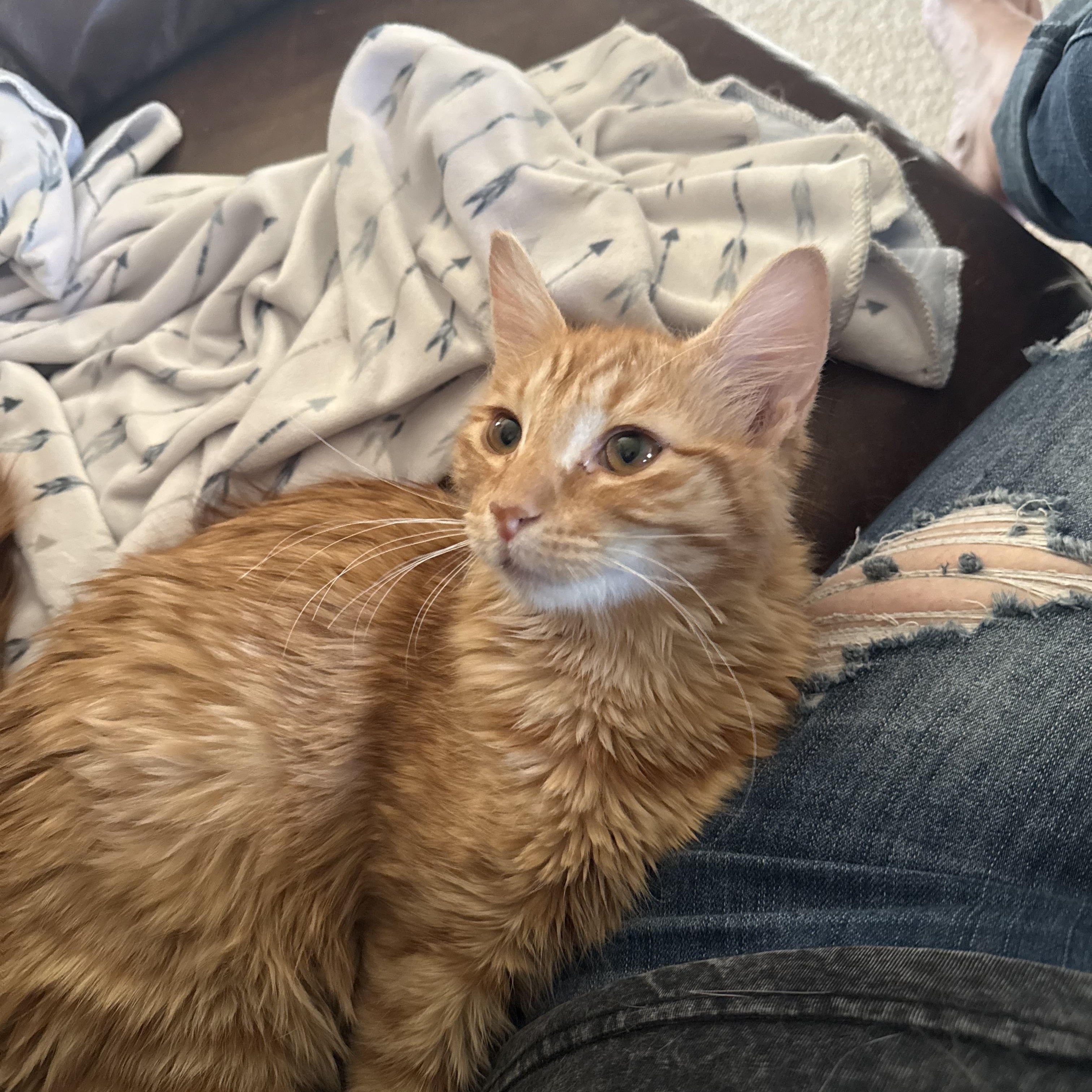 Enlarge Heathcliff, a Adopted mixed breed in Fresno, CA image 4/4