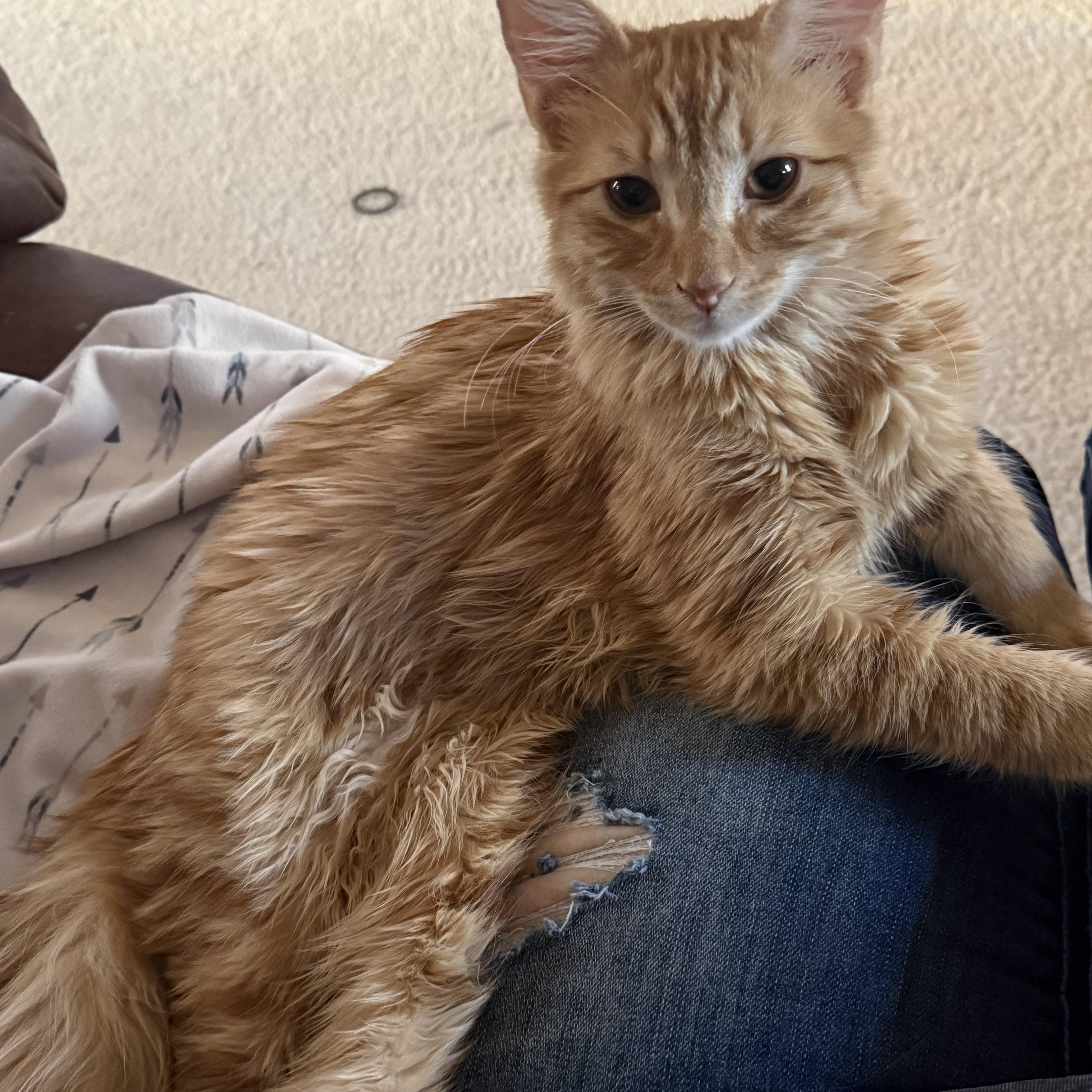 Enlarge Heathcliff, a Adopted mixed breed in Fresno, CA image 3/4