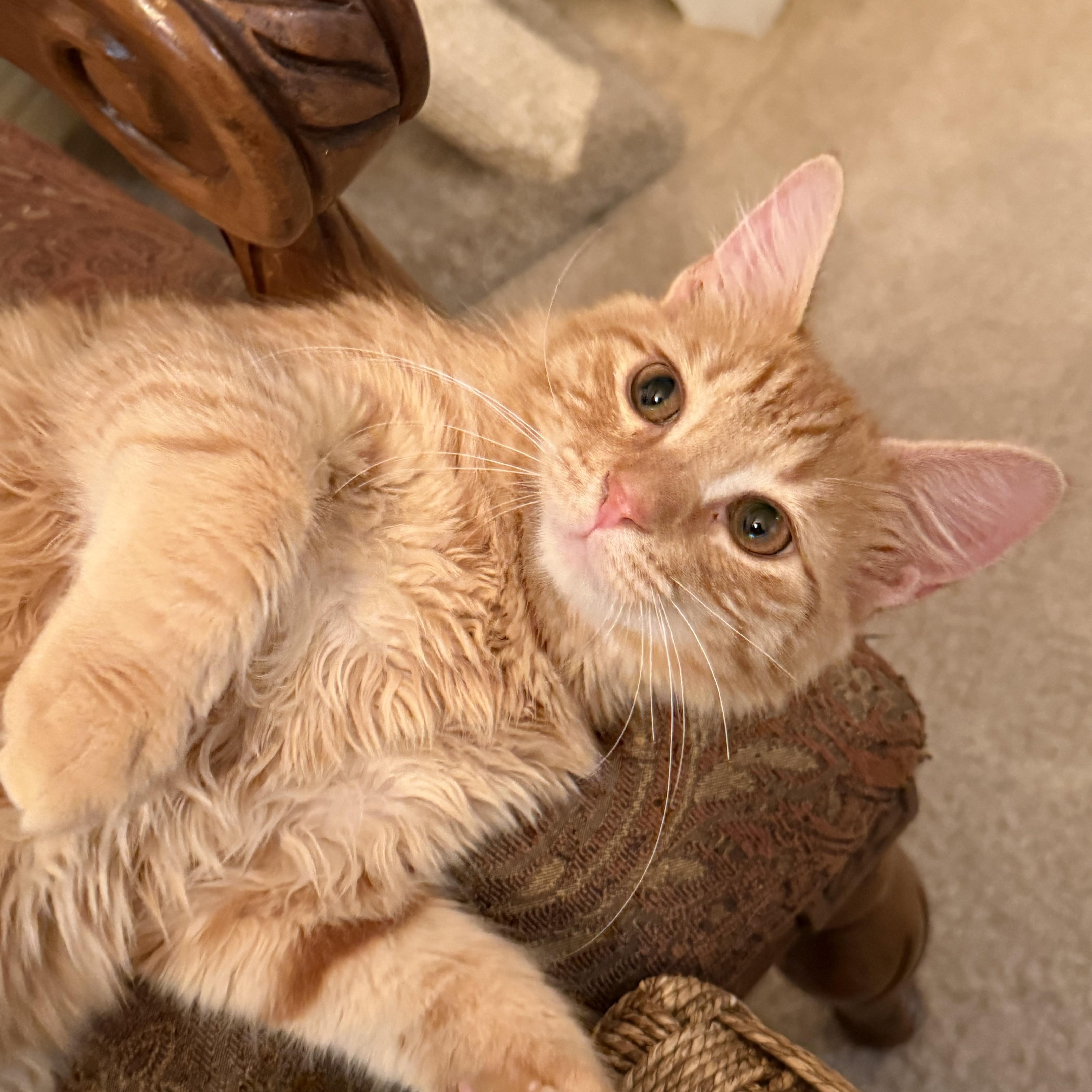 Enlarge Heathcliff, a Adopted mixed breed in Fresno, CA image 1/4