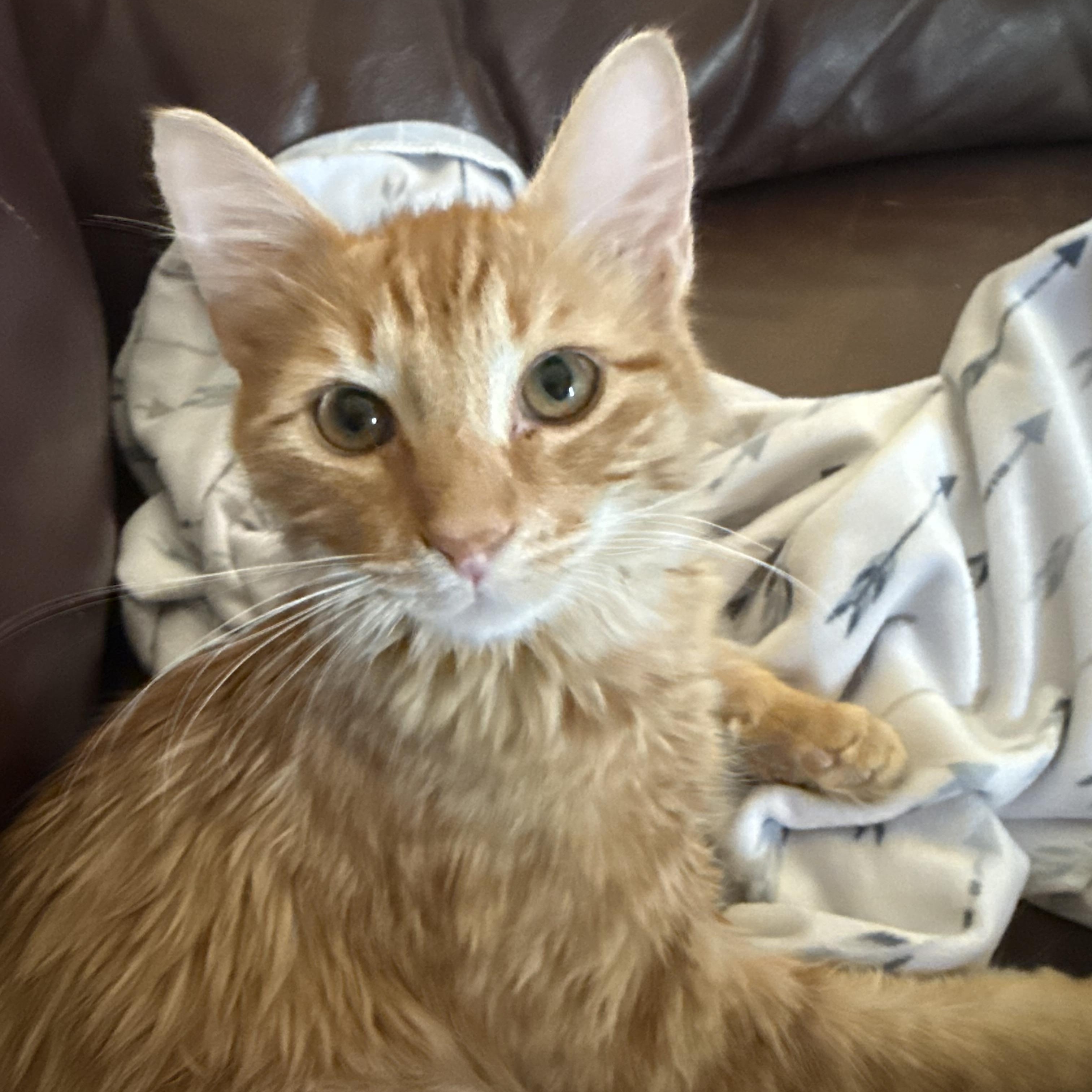 Enlarge Heathcliff, a Adopted mixed breed in Fresno, CA image 2/4