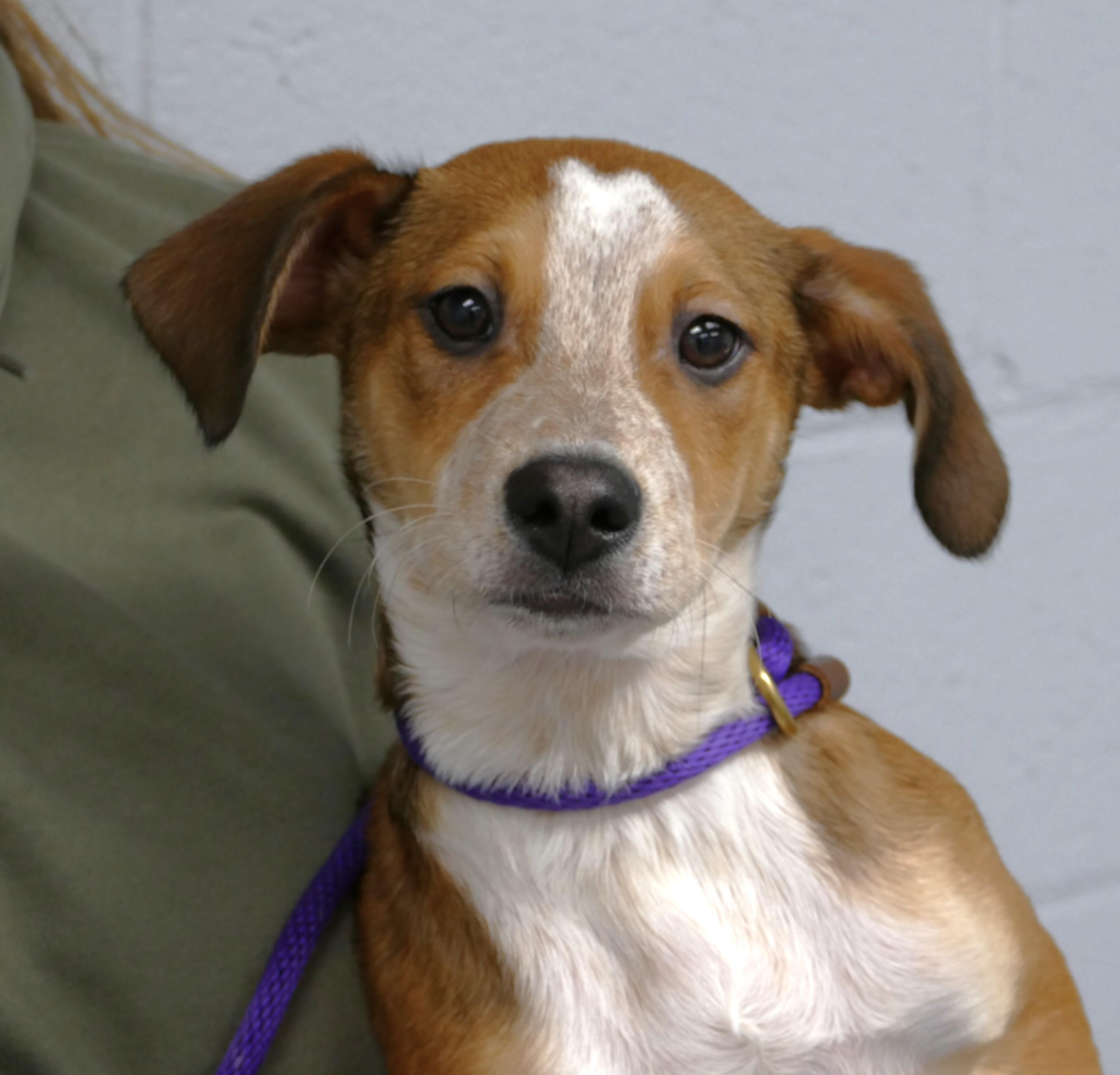 SUGAR COOKIE, adopted, Puppy Female Hound.