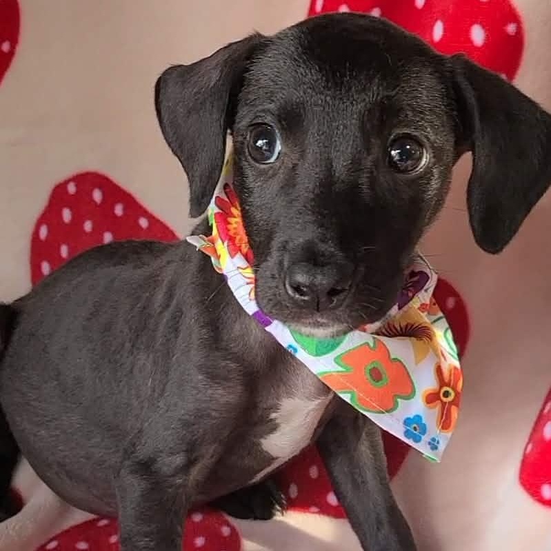 Gazelle, a ADOPTABLE mixed breed in Woolwich, ME image 1/4