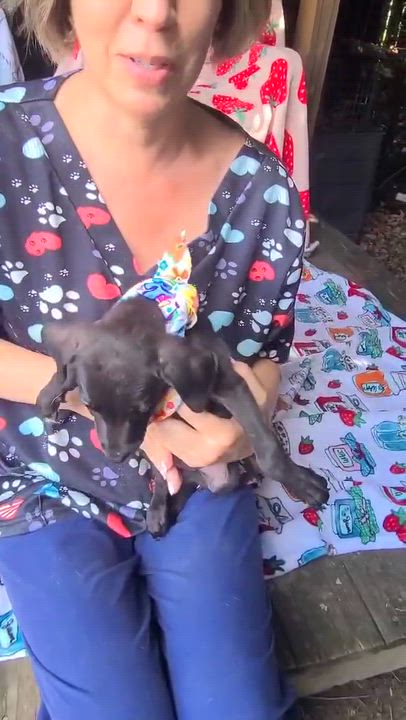 Enlarge Gazelle, a ADOPTABLE mixed breed in Woolwich, ME video 2/4