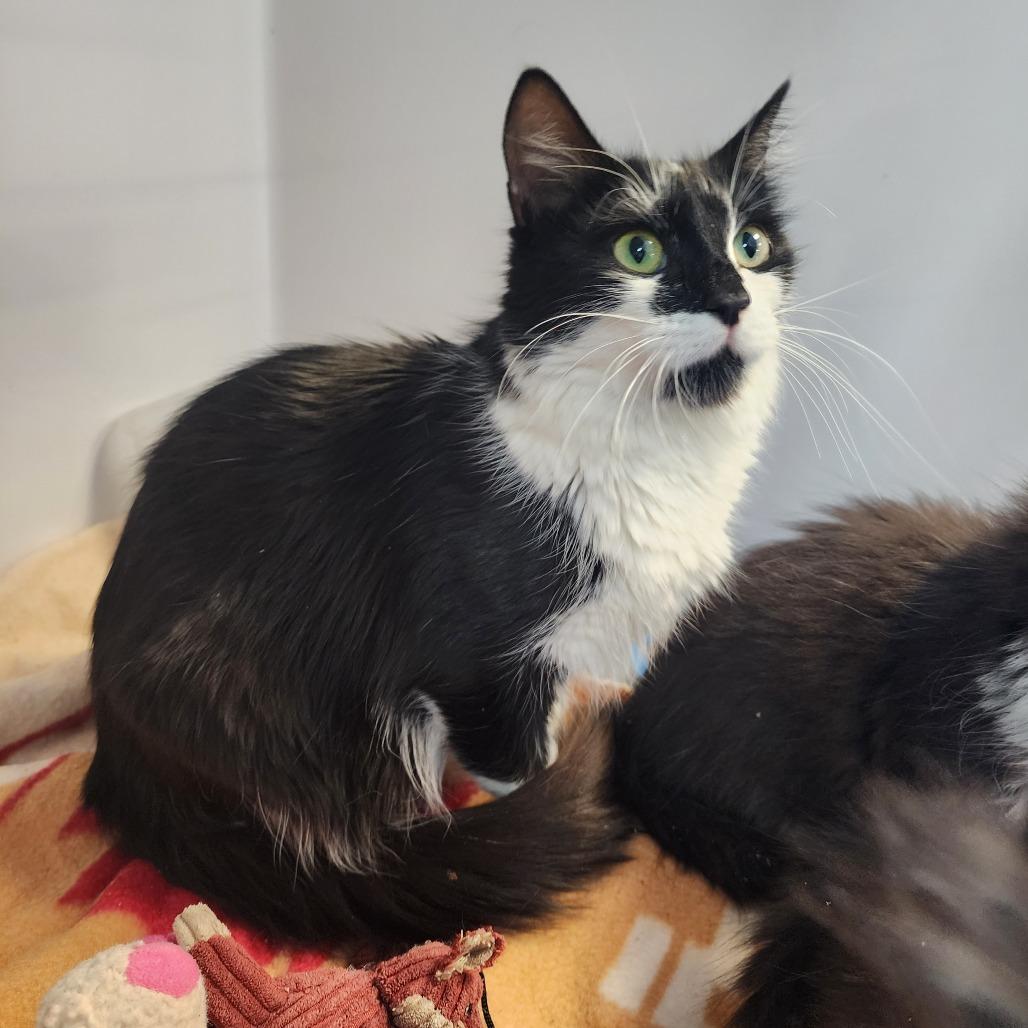 Carol, Adoptable, Adult Female Domestic Long Hair.