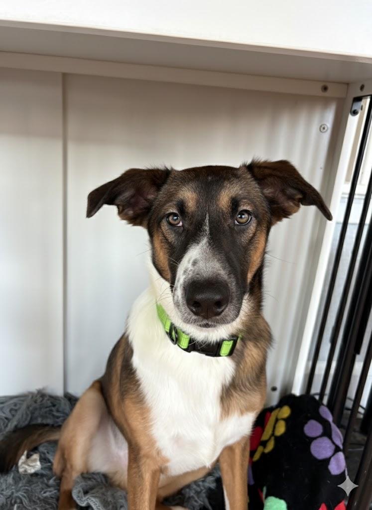 Enlarge Corin, a Adoptable mixed breed in Watertown, CT image 1/3