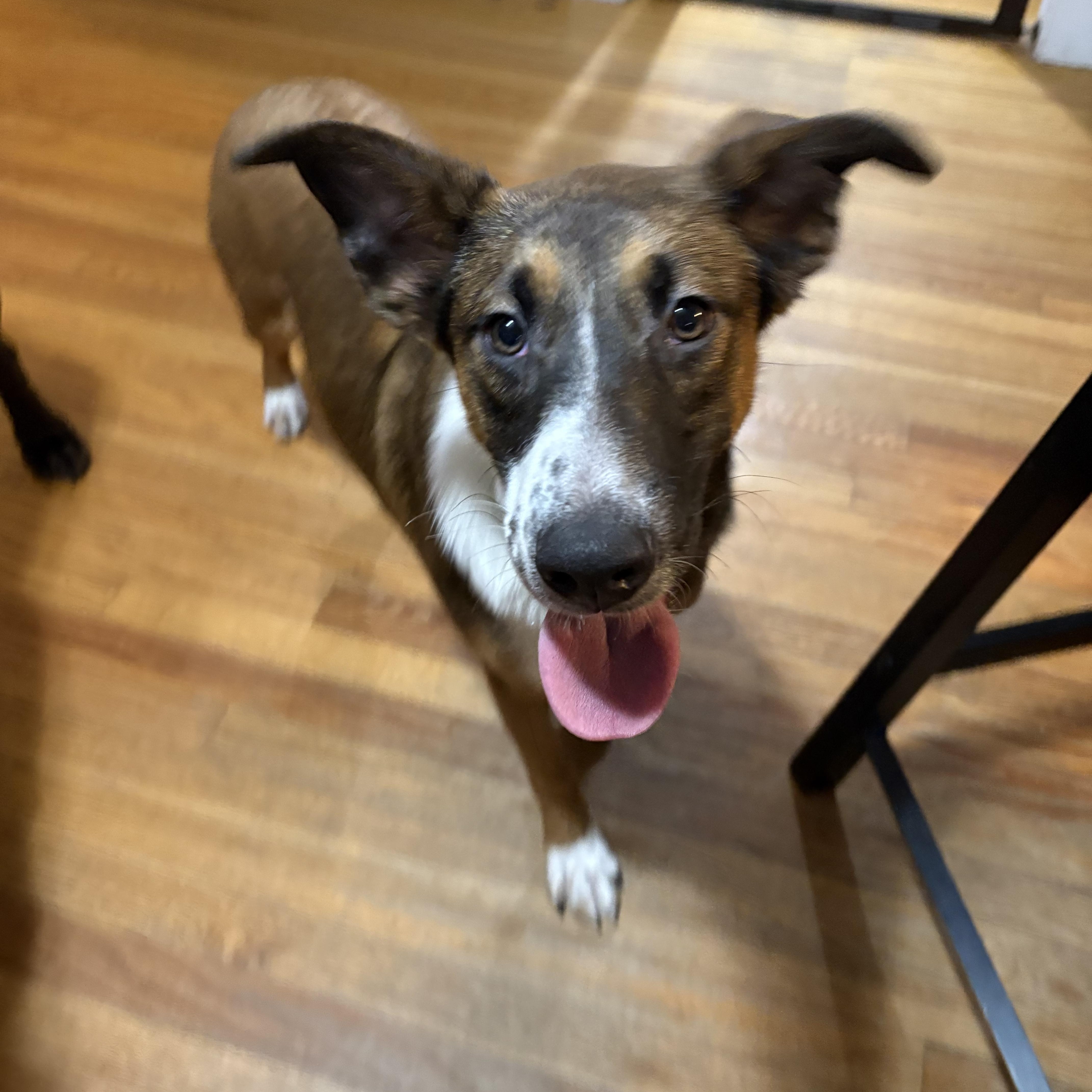 Enlarge Corin, a Adoptable mixed breed in Watertown, CT image 2/3