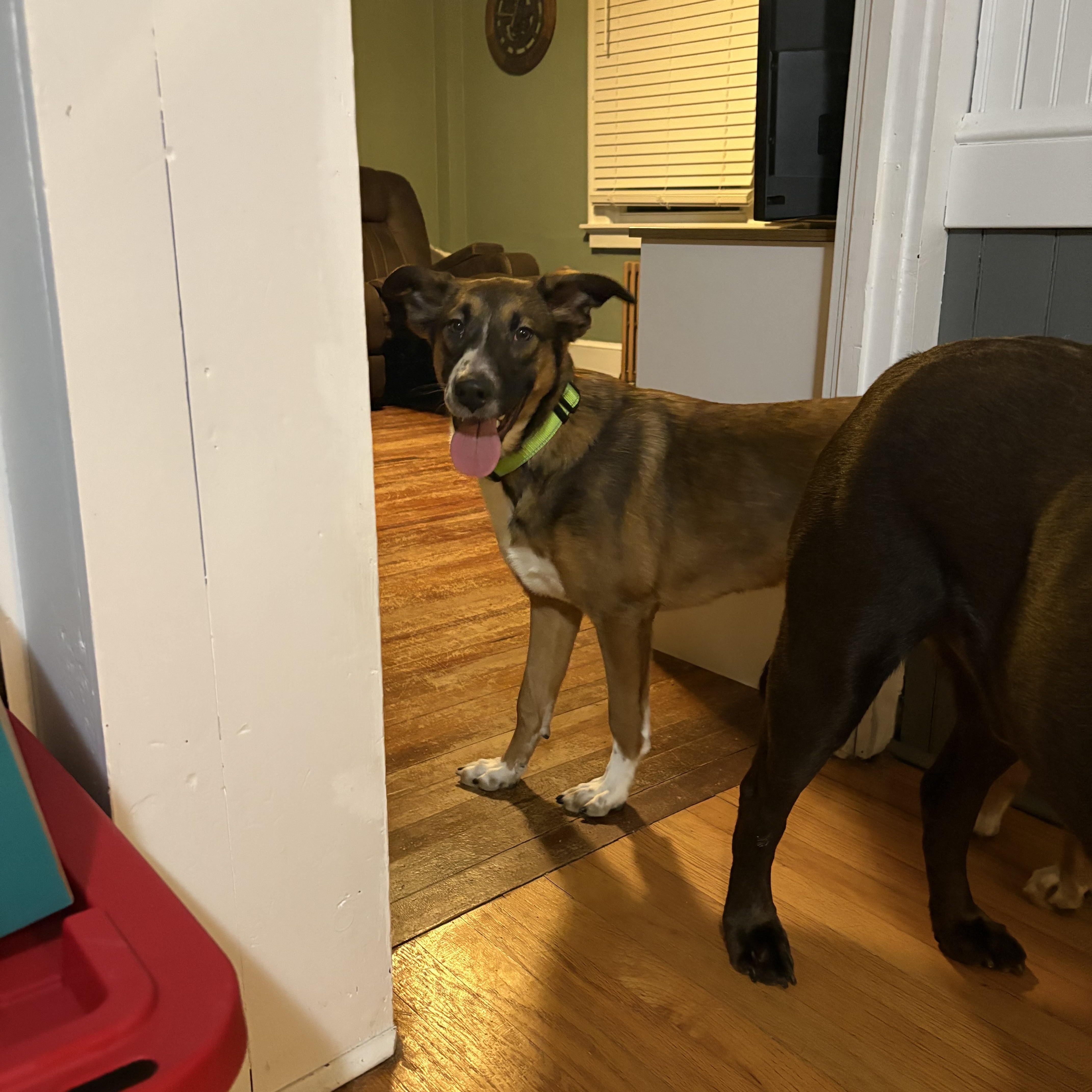 Enlarge Corin, a Adoptable mixed breed in Watertown, CT image 3/3