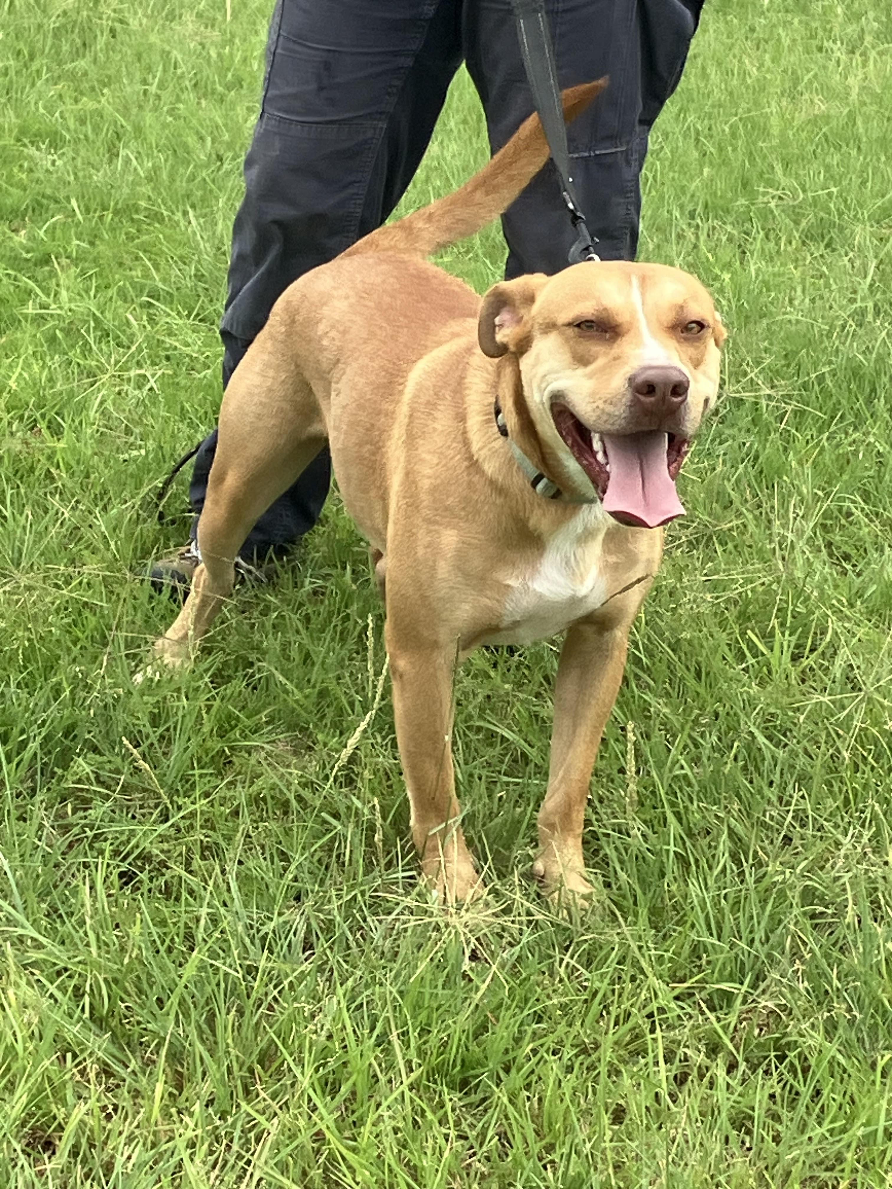 Ham-needs A Hand thumbnail 4