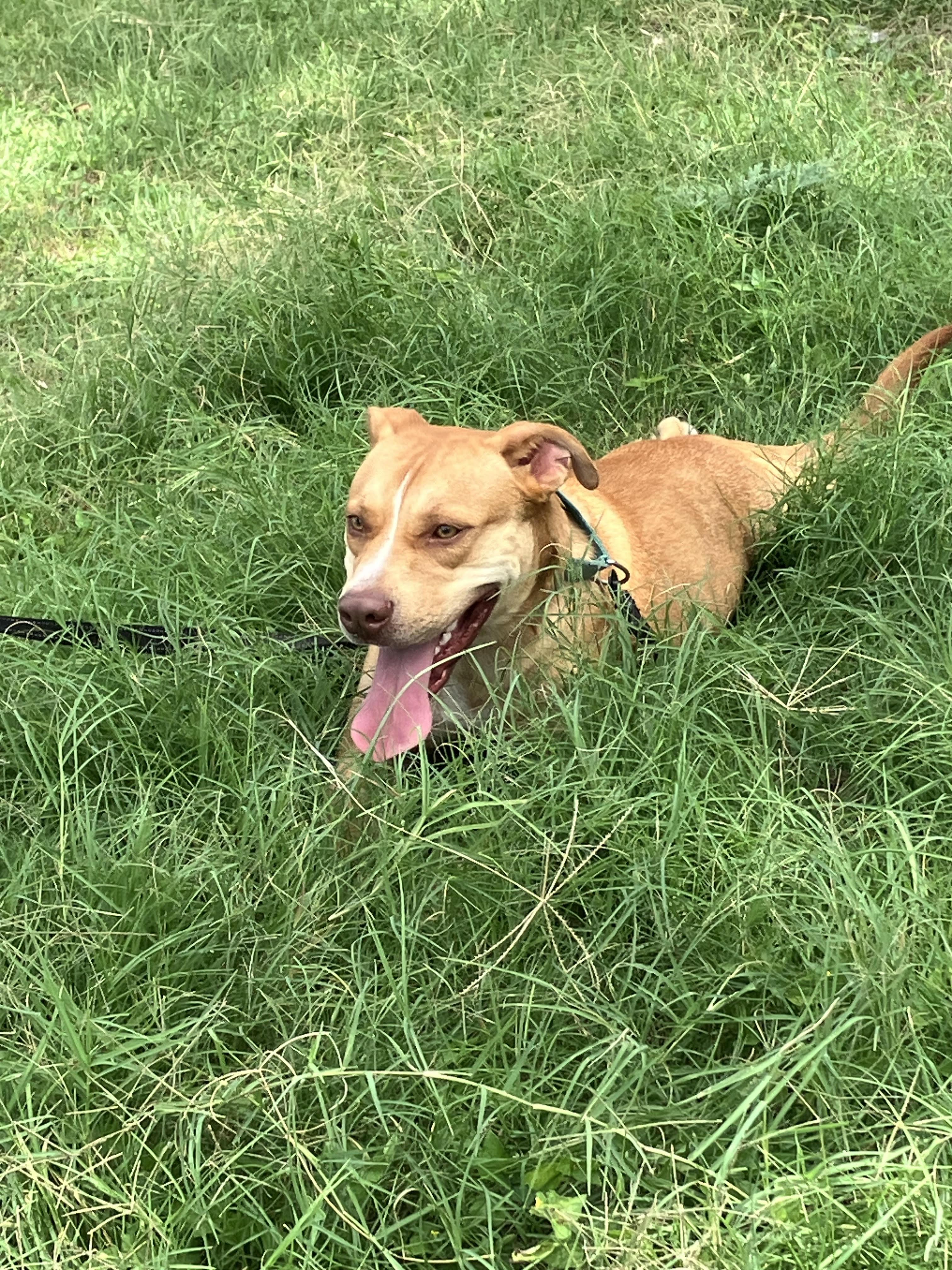 Ham-needs A Hand thumbnail 5