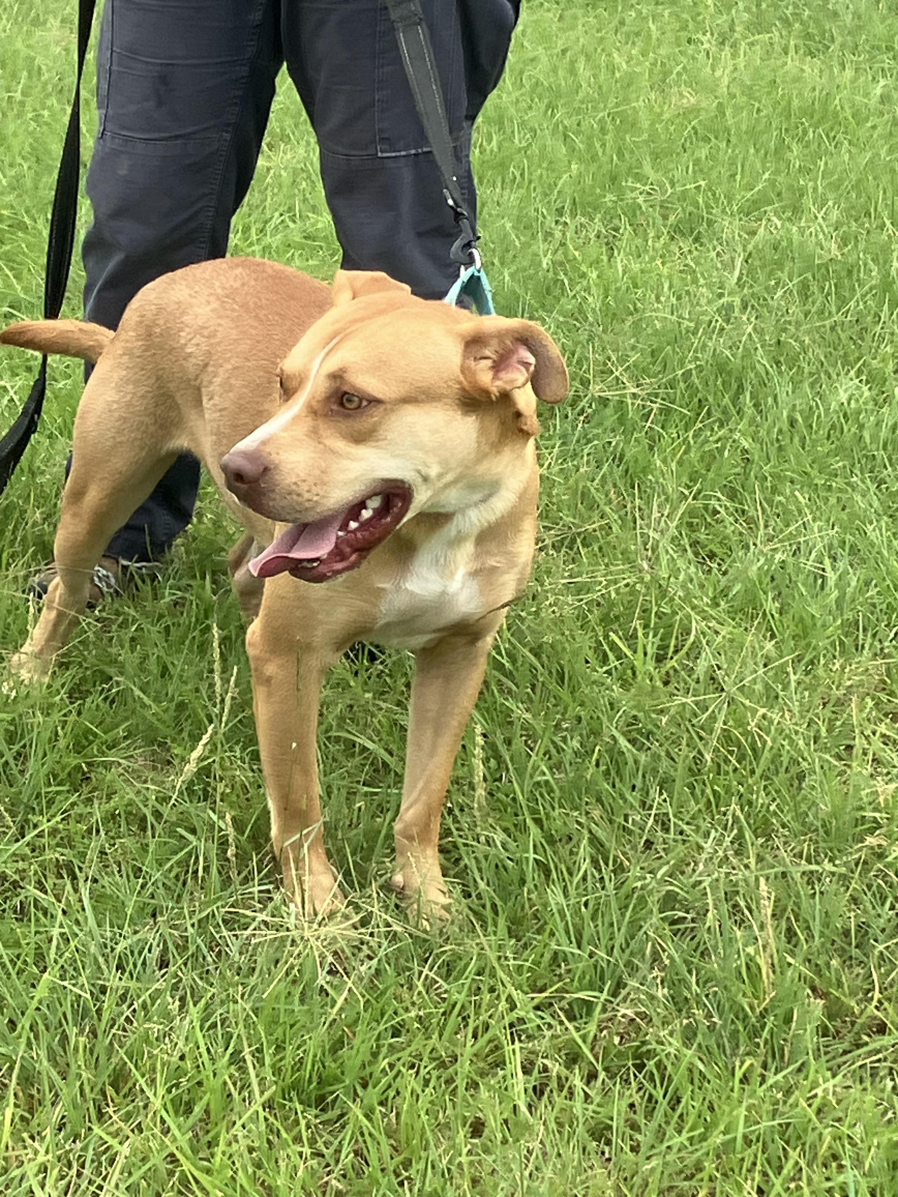 Ham-needs A Hand thumbnail 6