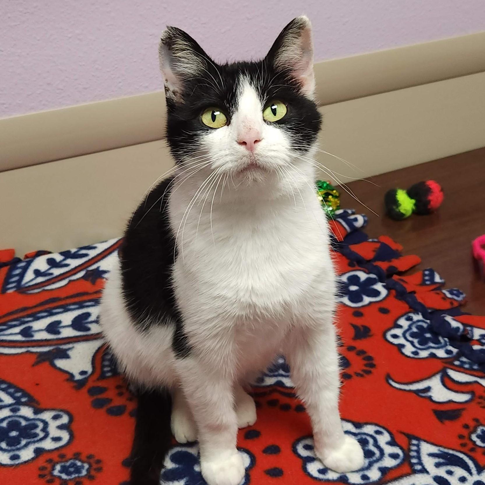 Enlarge Loon, an adopted Domestic Short Hair in Marshfield, WI image 1/5