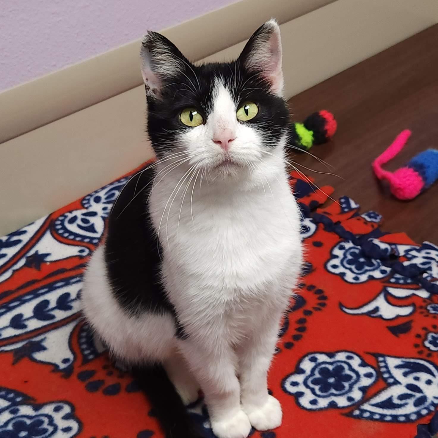 Enlarge Loon, an adopted Domestic Short Hair in Marshfield, WI image 2/5