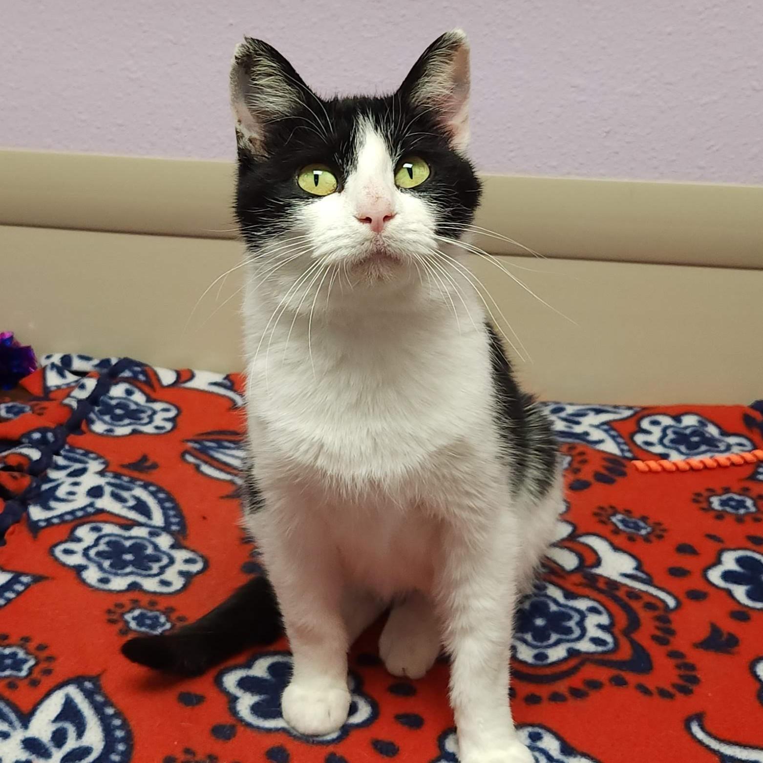 Enlarge Loon, an adopted Domestic Short Hair in Marshfield, WI image 3/5