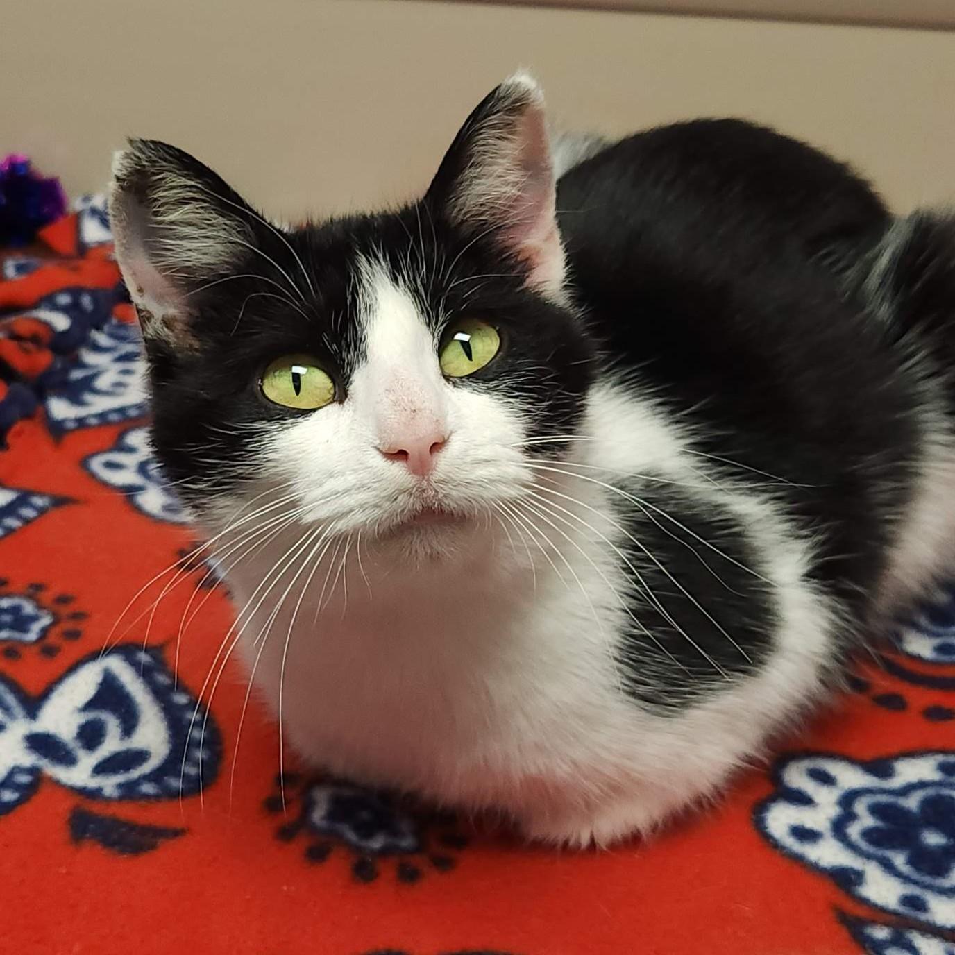 Enlarge Loon, an adopted Domestic Short Hair in Marshfield, WI image 4/5