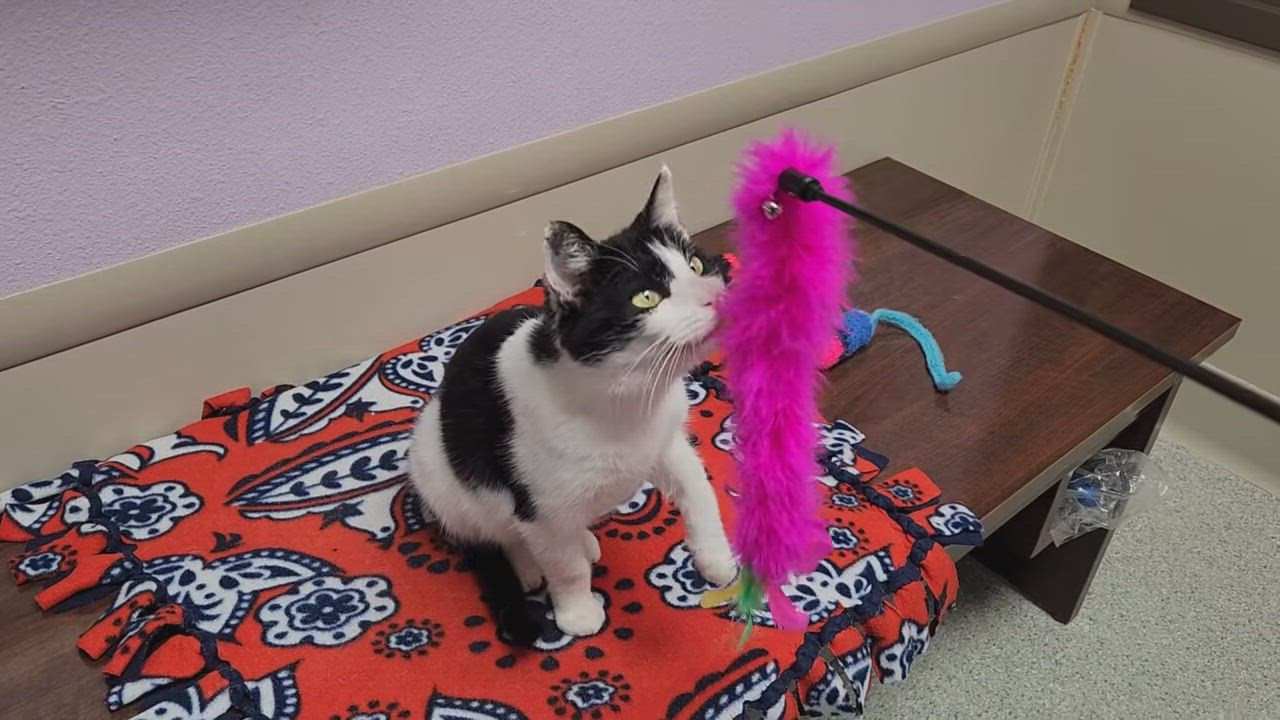 Enlarge Loon, an adopted Domestic Short Hair in Marshfield, WI video 5/5