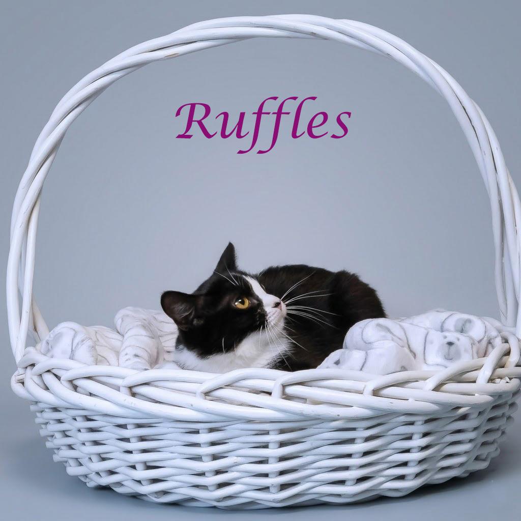 Ruffles C26-111, a Adoptable Domestic Short Hair in Lebanon, TN image 1/3