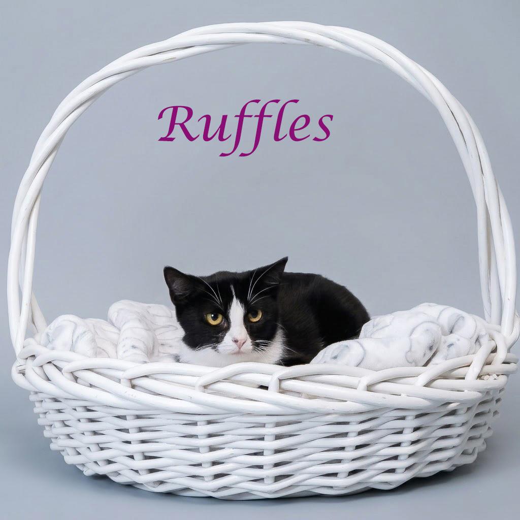 Ruffles C26-111, a Adoptable Domestic Short Hair in Lebanon, TN image 2/3