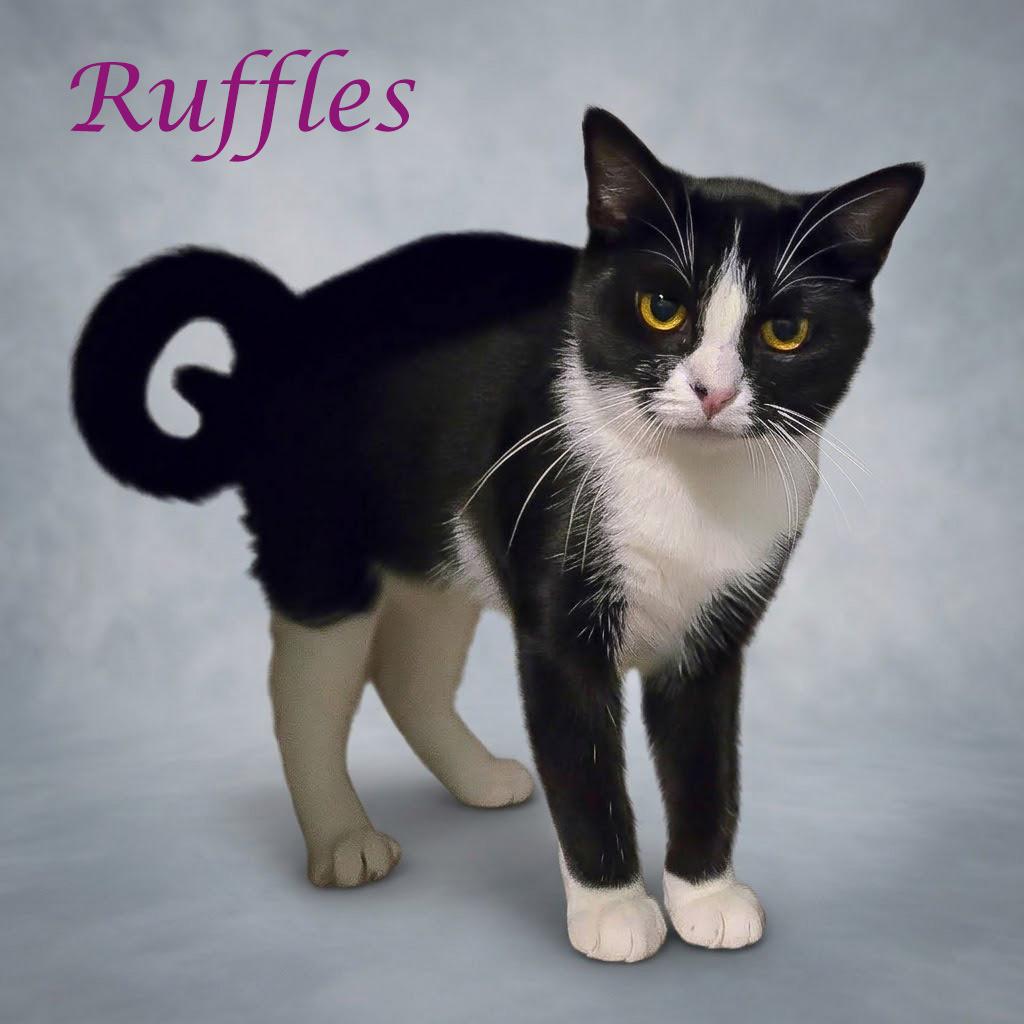 Enlarge Ruffles C26-111, a Adoptable Domestic Short Hair in Lebanon, TN image 3/4