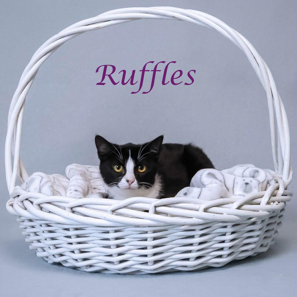 Ruffles C26-111, a Adoptable Domestic Short Hair in Lebanon, TN image 3/3