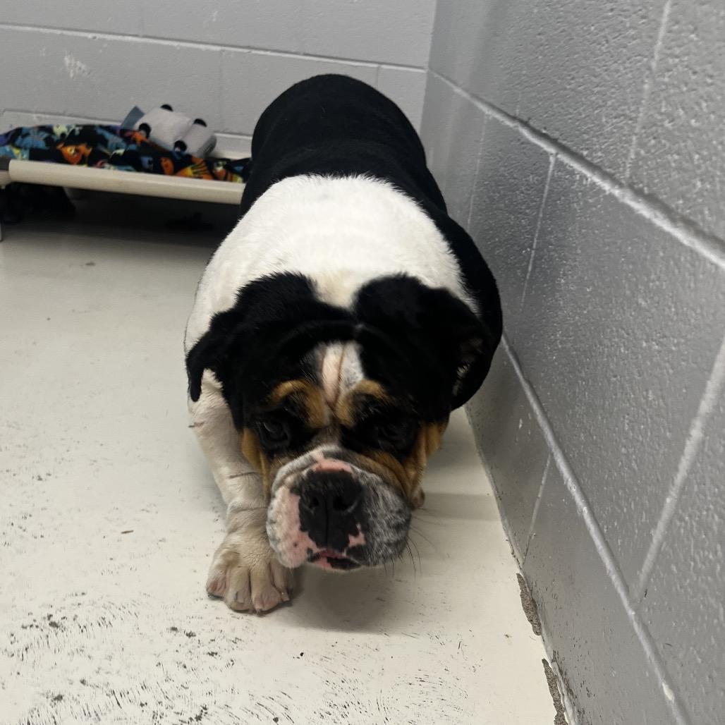 Enlarge Peach, a Adoptable mixed breed in Delaware, OH image 2/6