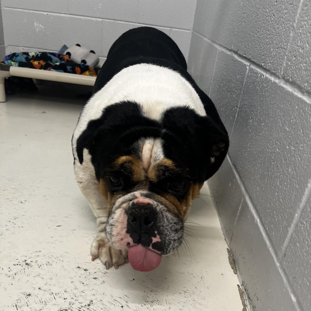 Enlarge Peach, a Adoptable mixed breed in Delaware, OH image 3/6