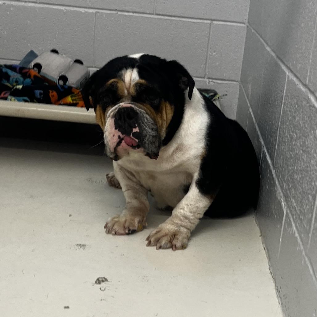 Enlarge Peach, a Adoptable mixed breed in Delaware, OH image 4/6