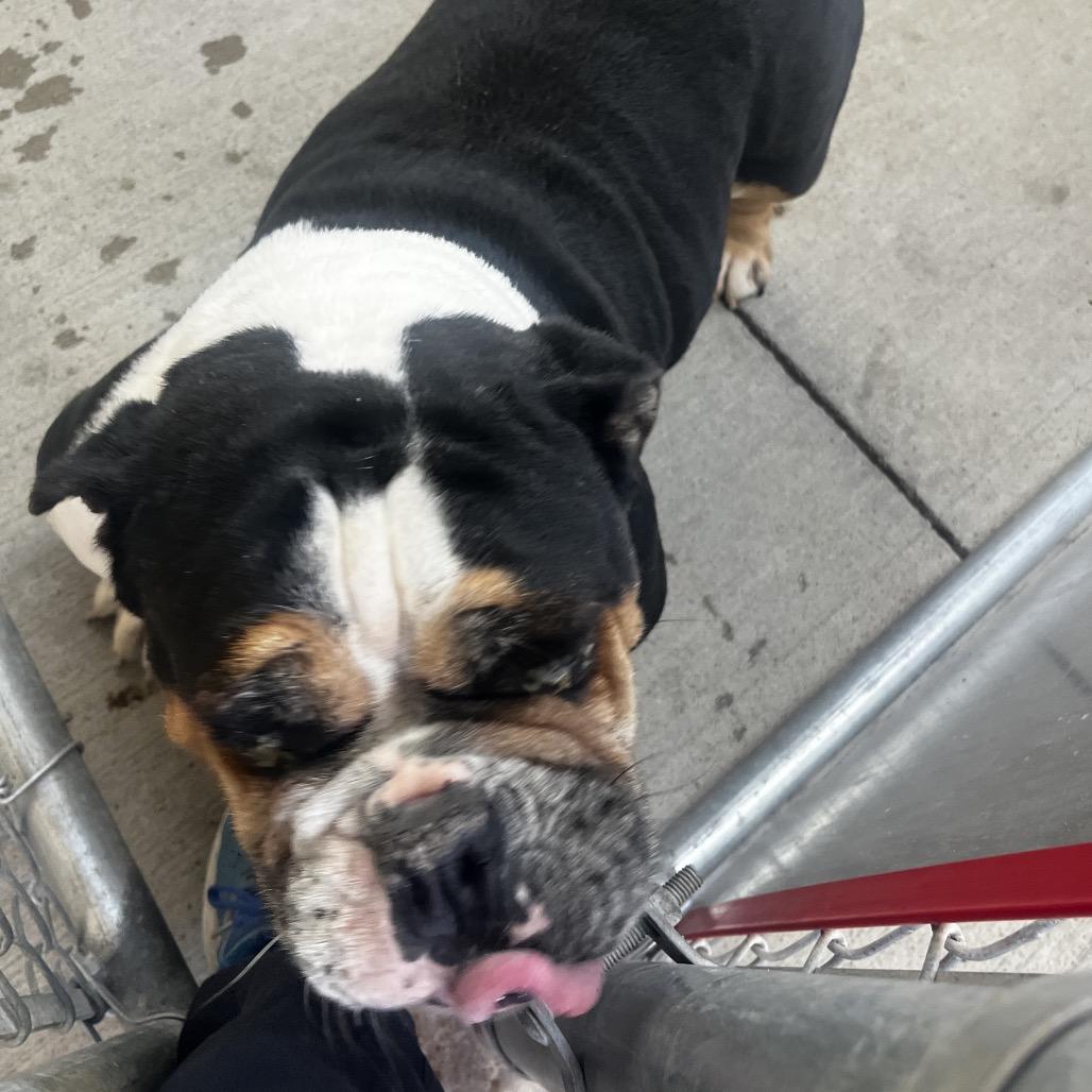Enlarge Peach, a Adoptable mixed breed in Delaware, OH image 5/6