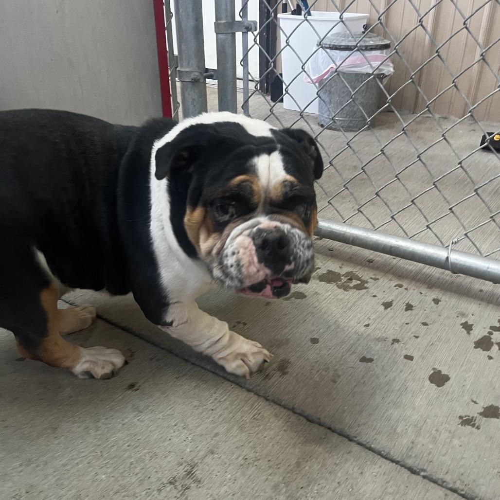 Enlarge Peach, a Adoptable mixed breed in Delaware, OH image 6/6