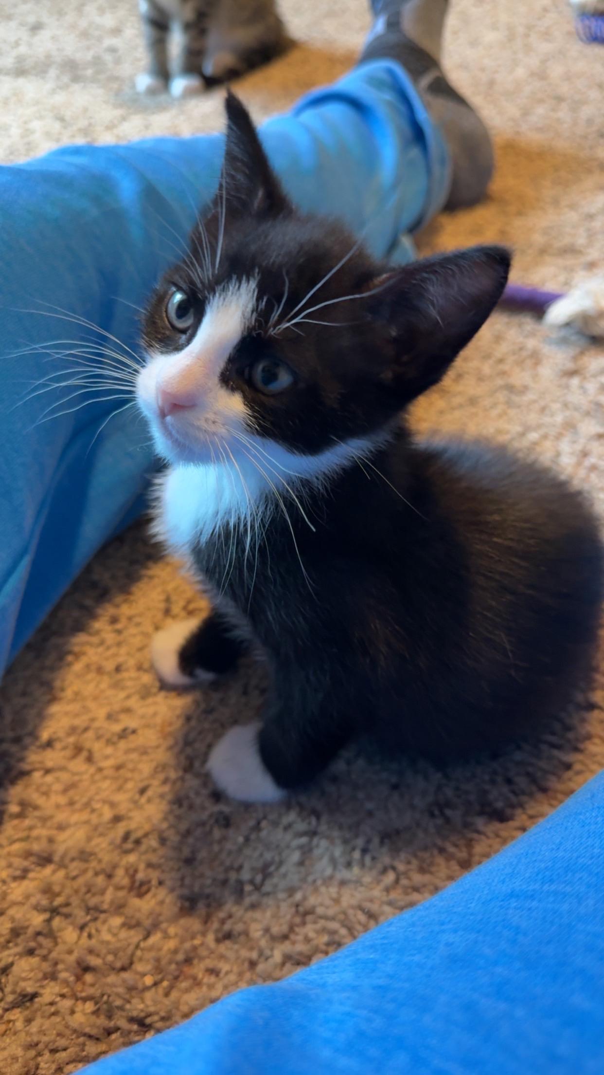 Jasper, ADOPTABLE, Kitten Male Domestic Short Hair.