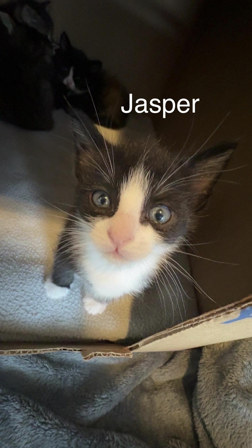 Enlarge Jasper, a ADOPTABLE Domestic Short Hair in Rochester, WA image 2/3