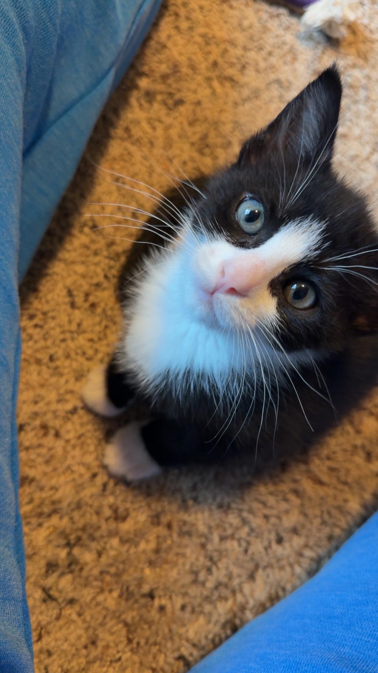 Enlarge Jasper, a ADOPTABLE Domestic Short Hair in Rochester, WA image 3/3