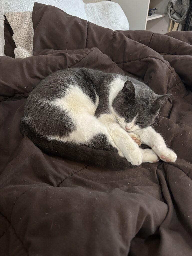 Minnie, adopted, Young Female American Shorthair.