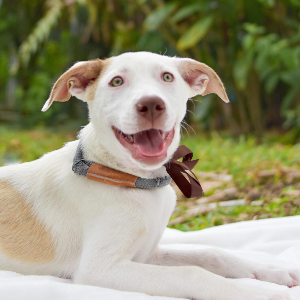 Enlarge Walnut, a Adoptable Mixed Breed in Kailua Kona, HI image 2/3