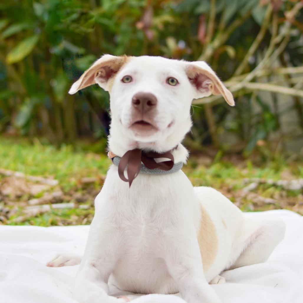 Enlarge Walnut, a Adoptable Mixed Breed in Kailua Kona, HI image 3/3