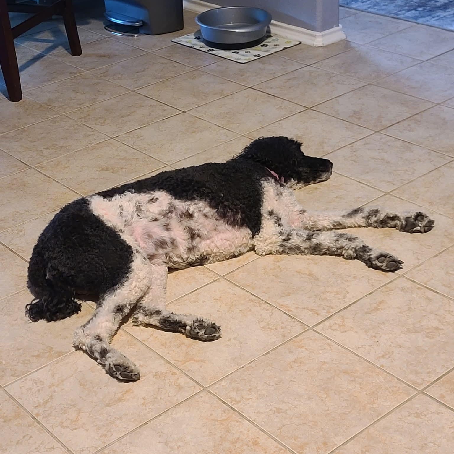 Enlarge CiCi, an adopted Standard Poodle in Wimberley, TX image 6/6