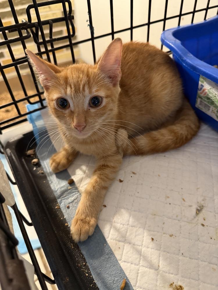 Sylvester, Adoptable, Kitten Male Domestic Short Hair.