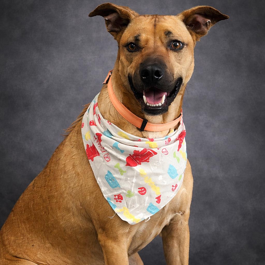 Enlarge Lupin, a Adoptable Mixed Breed in Donalsonville, GA image 1/6