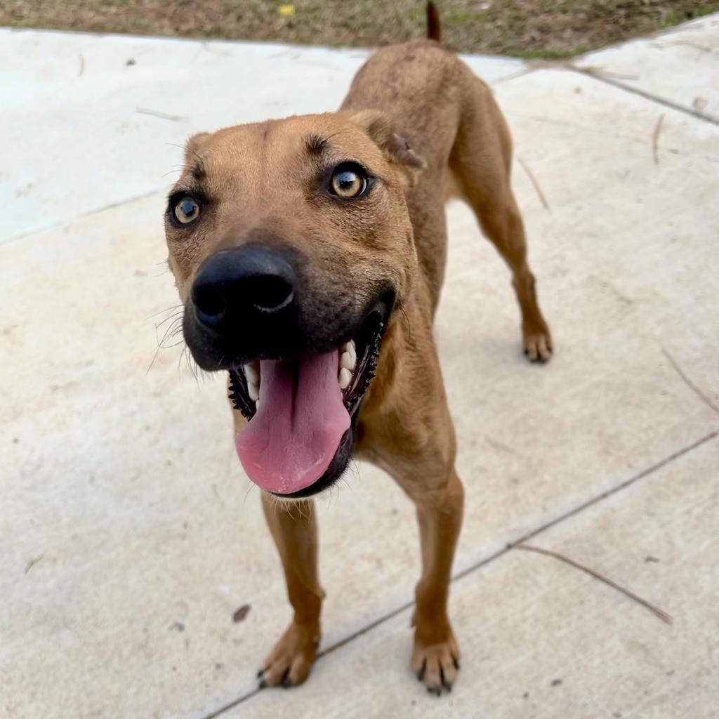 Enlarge Lupin, a Adoptable Mixed Breed in Donalsonville, GA image 4/6