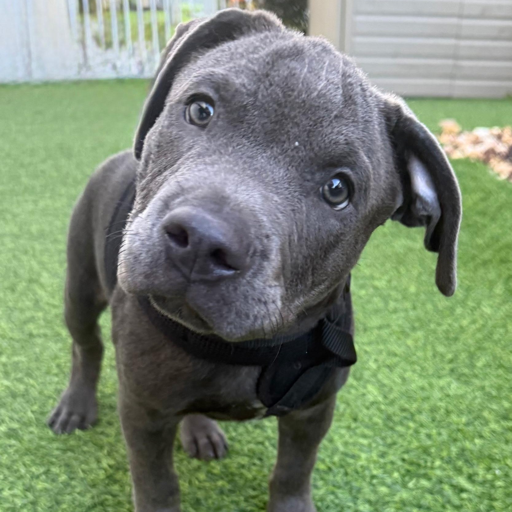 Floyd, Adopted, Puppy Male Pit Bull Terrier.