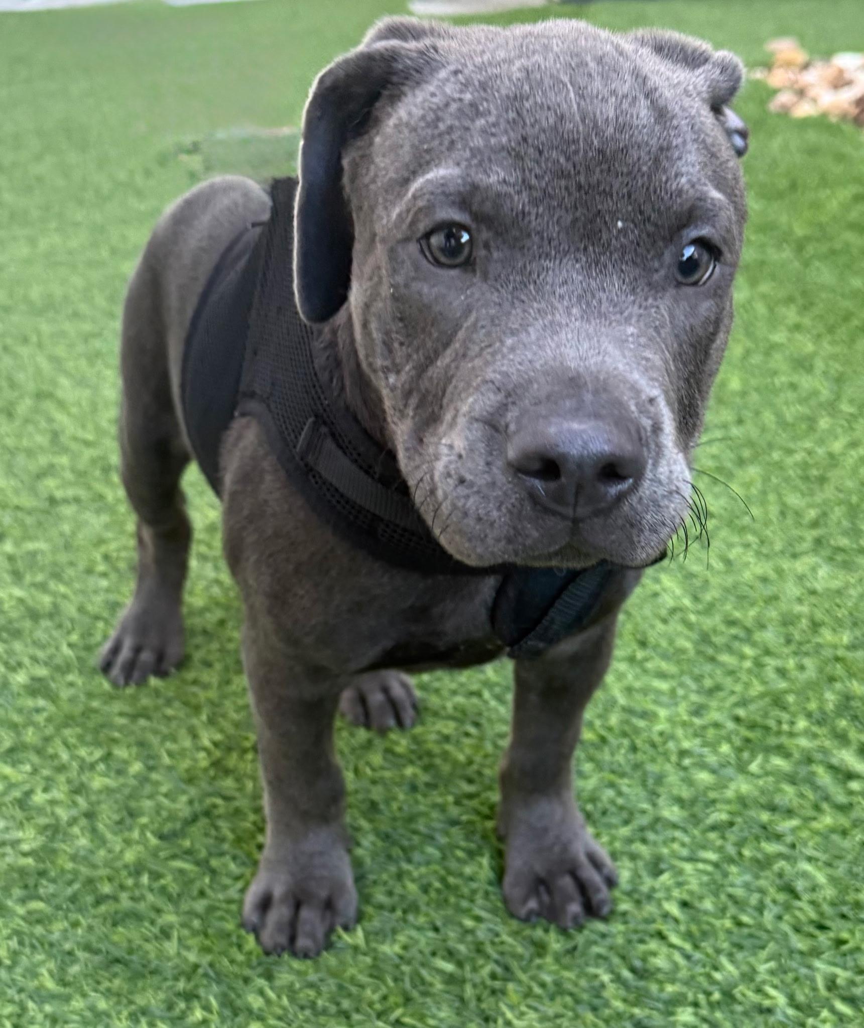 Enlarge Floyd, a Adopted mixed breed in Lake Worth, FL image 2/4