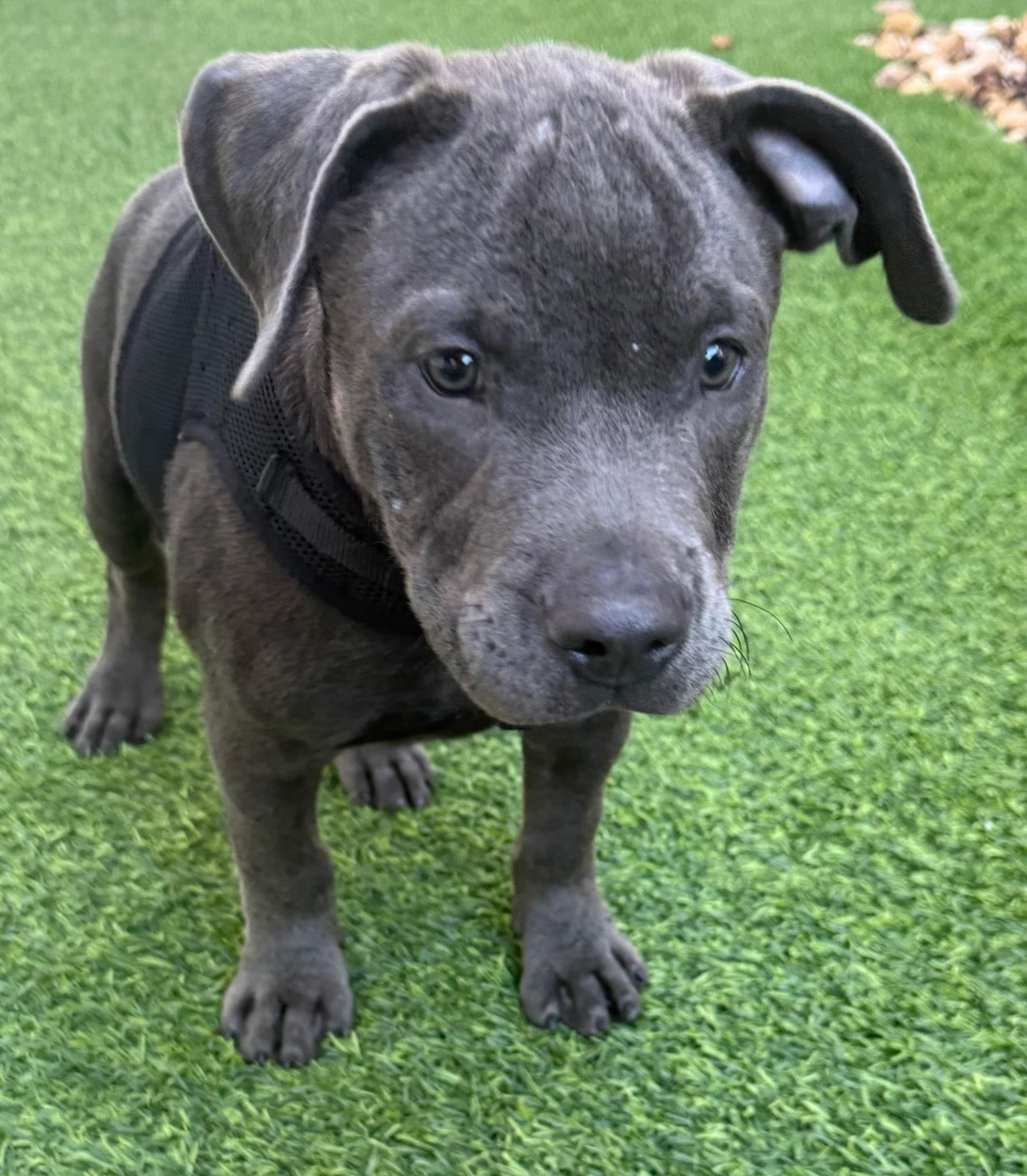 Enlarge Floyd, a Adopted mixed breed in Lake Worth, FL image 3/4
