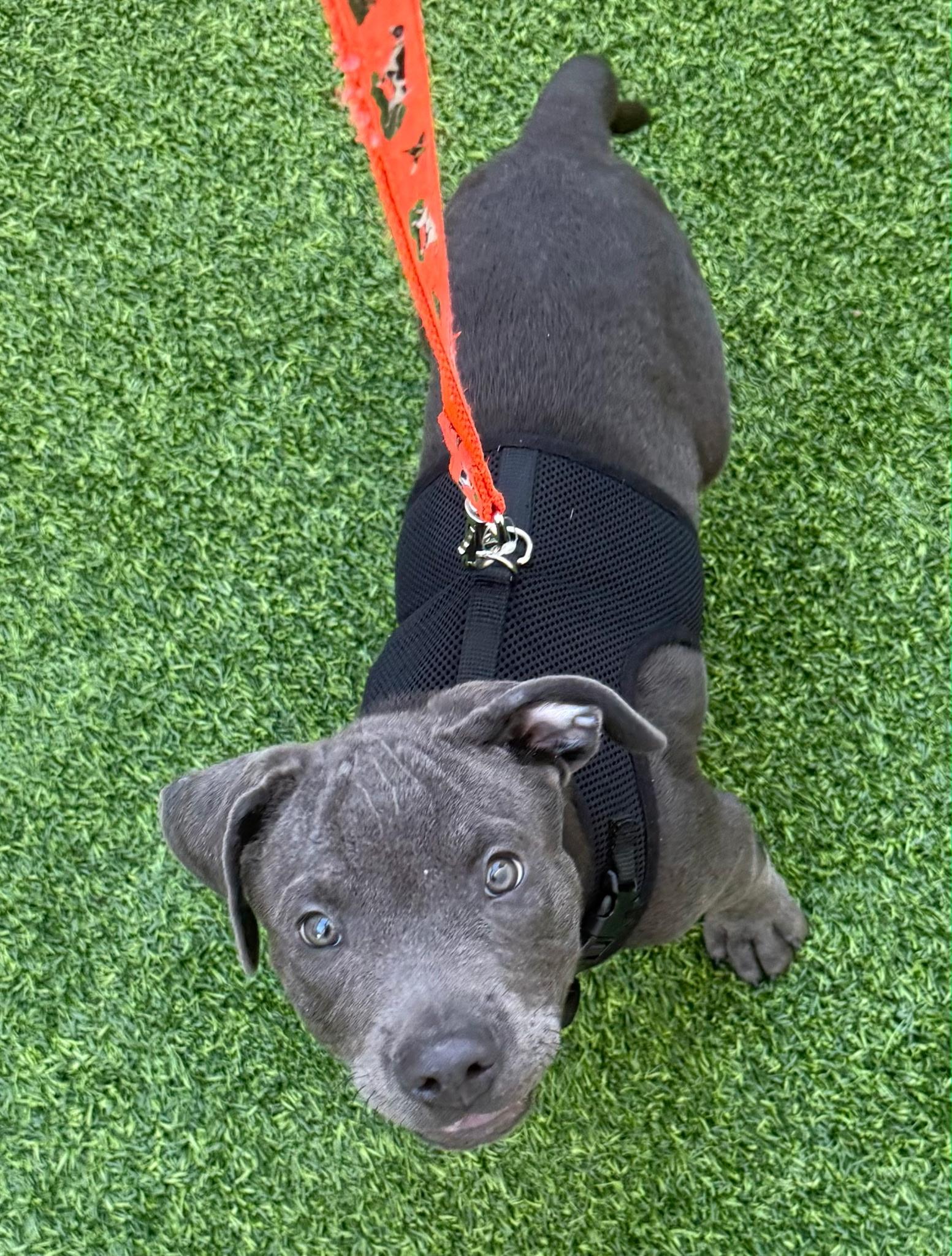 Enlarge Floyd, a Adopted mixed breed in Lake Worth, FL image 4/4