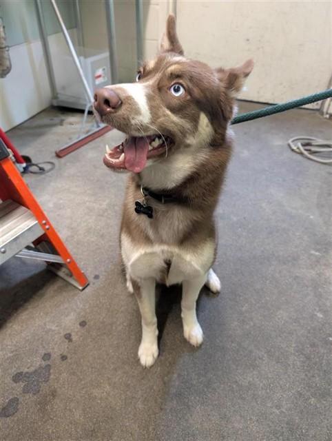 Enlarge CONSTANCE, a Adoptable mixed breed in Sacramento, CA image 1/1