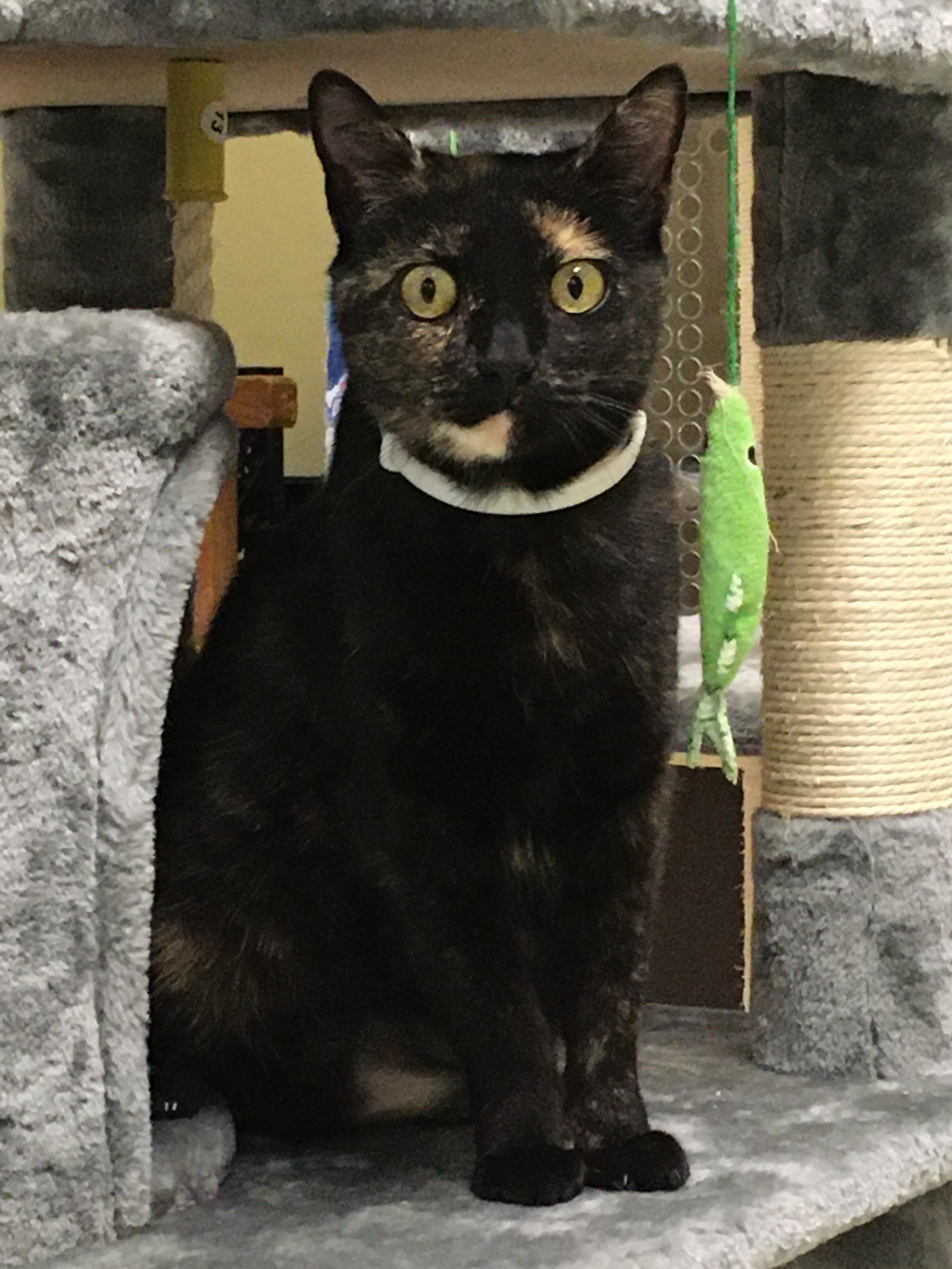 Lulu, a Adoptable Domestic Short Hair in Huntley, IL image 1/11