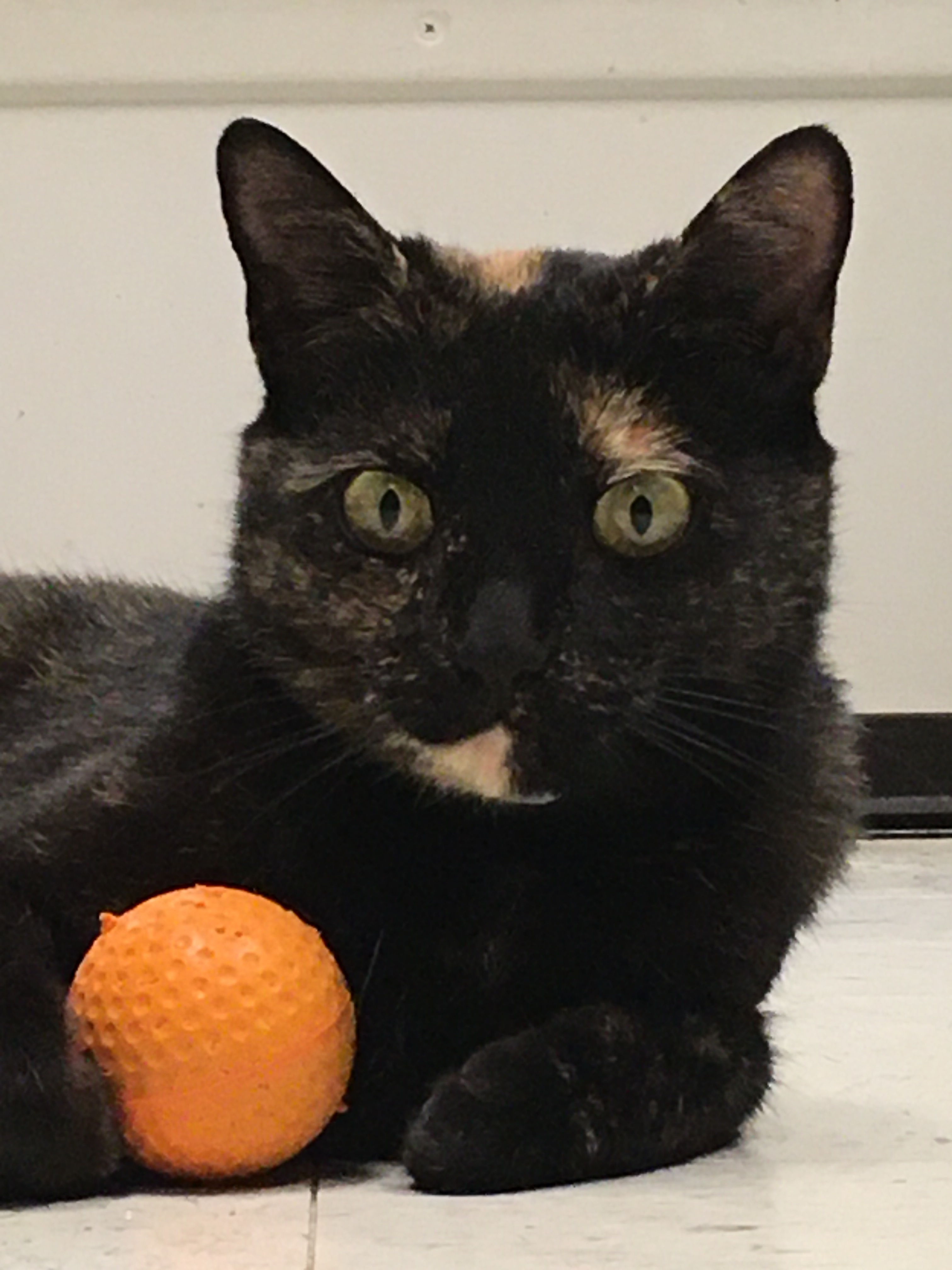 Lulu, a Adoptable Domestic Short Hair in Huntley, IL image 2/11
